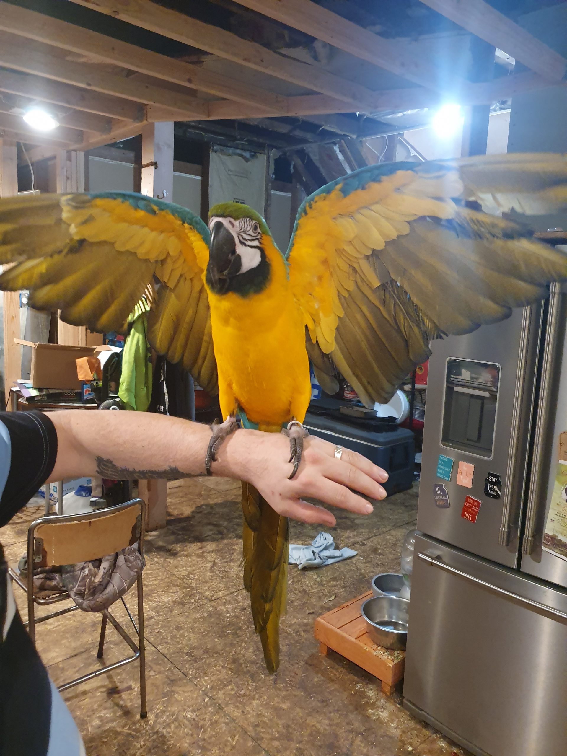 Blue and Gold Macaws - Ts Exotics Parrots for Sale Blue and Gold Macaw