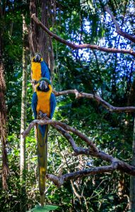 Bird Boarding- Avian Luxury Suites™