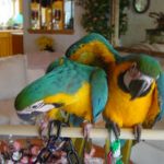 dsc00099_250x187 2 macaws